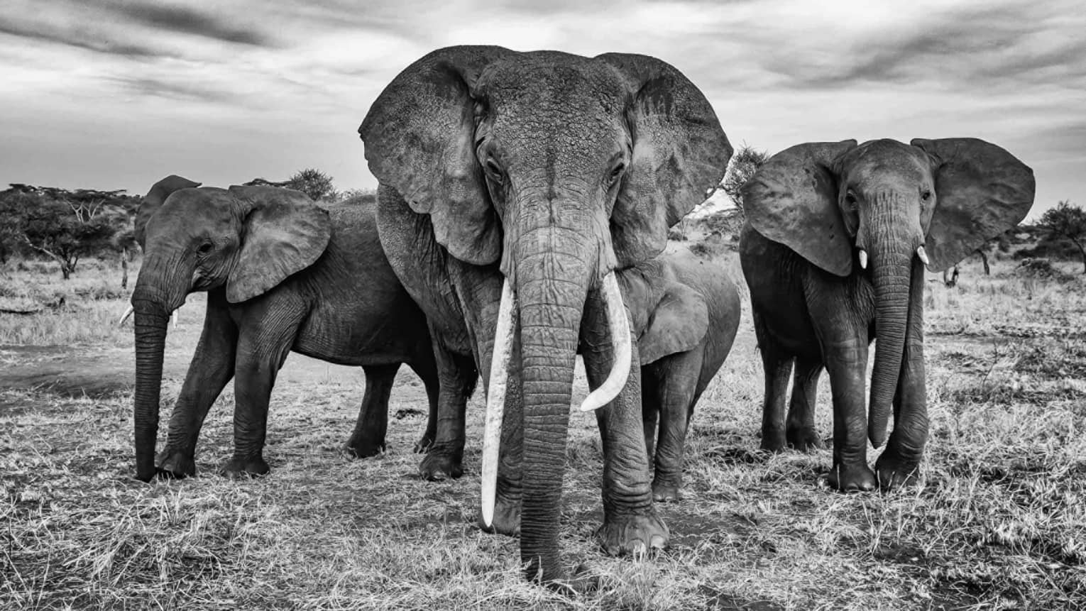 6 Days Tanzania Lodge Safari