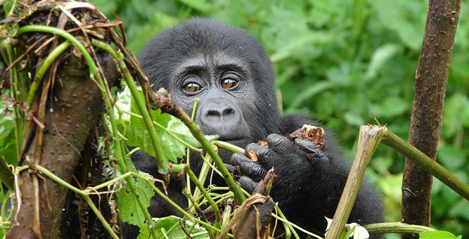 5 Days - Bwindi, Lake Bunyonyi And Queen Elizabeth