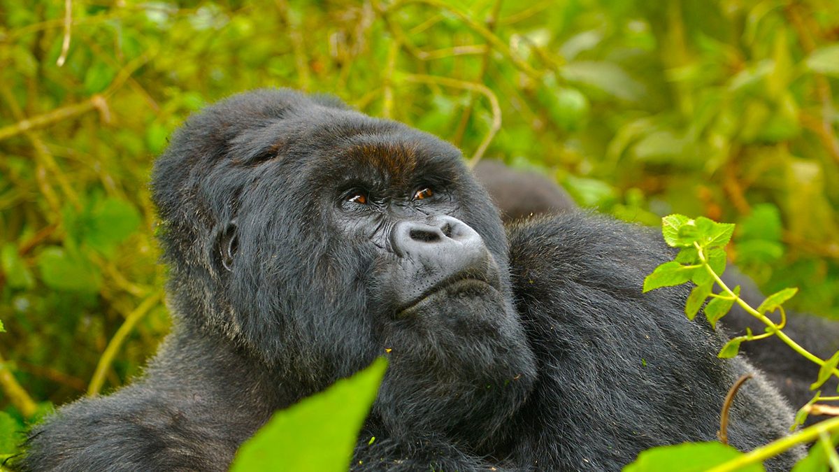 6 Days Rwanda Gorillas and Cultural tour