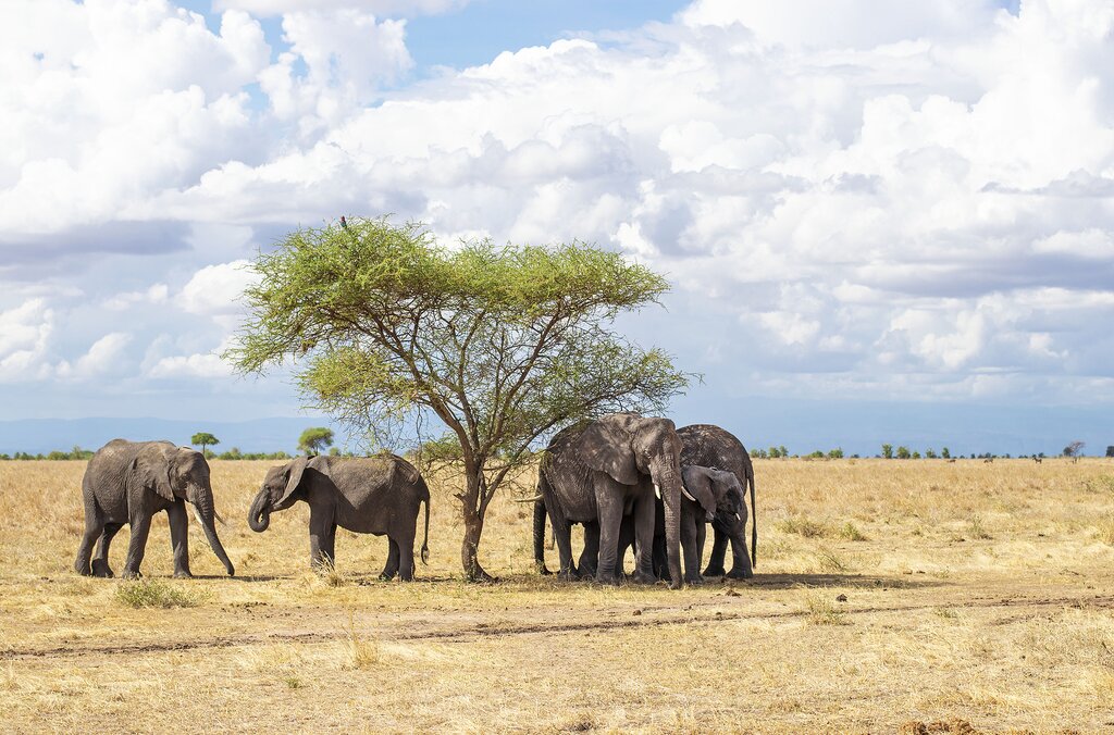 5 Days Tanzania Camping Safari