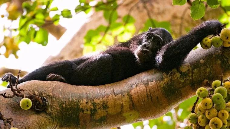 Uganda — photo 4