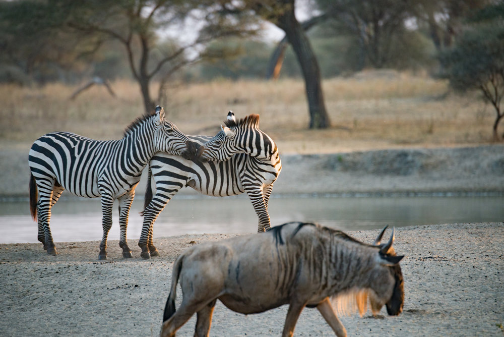4 Days Tanzania Camping Safari