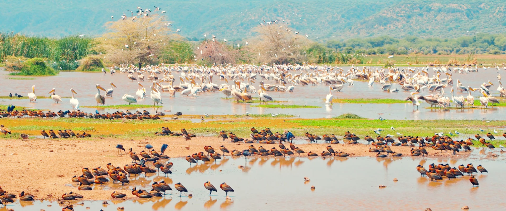 Lake Manyara National Park Day Tour