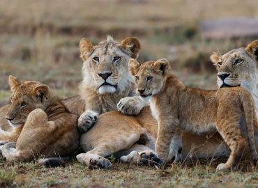 2 Days Tanzania Camping Safari
