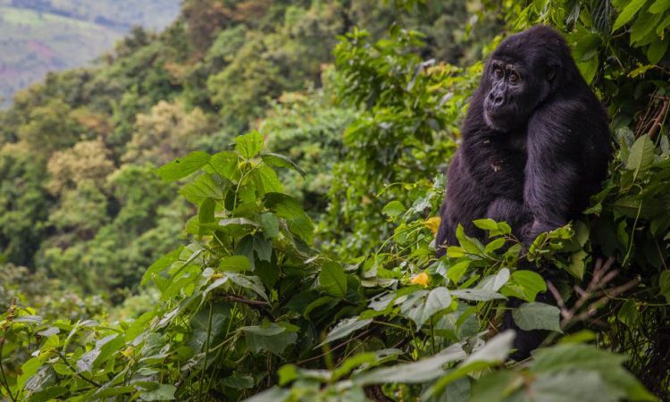 Uganda — photo 1