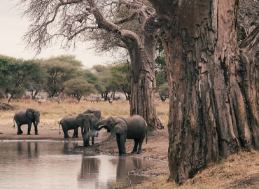 7 Days Tanzania Camping Safari