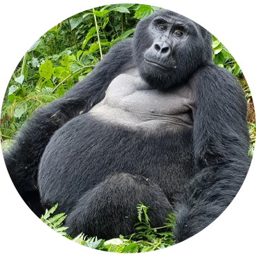 Uganda