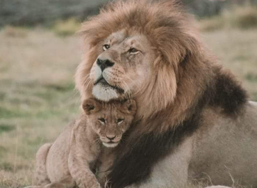 3 Days Tanzania Safari