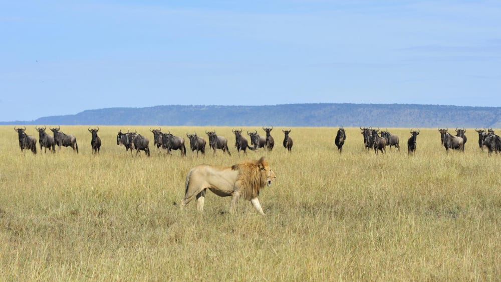 Serengeti — photo 2