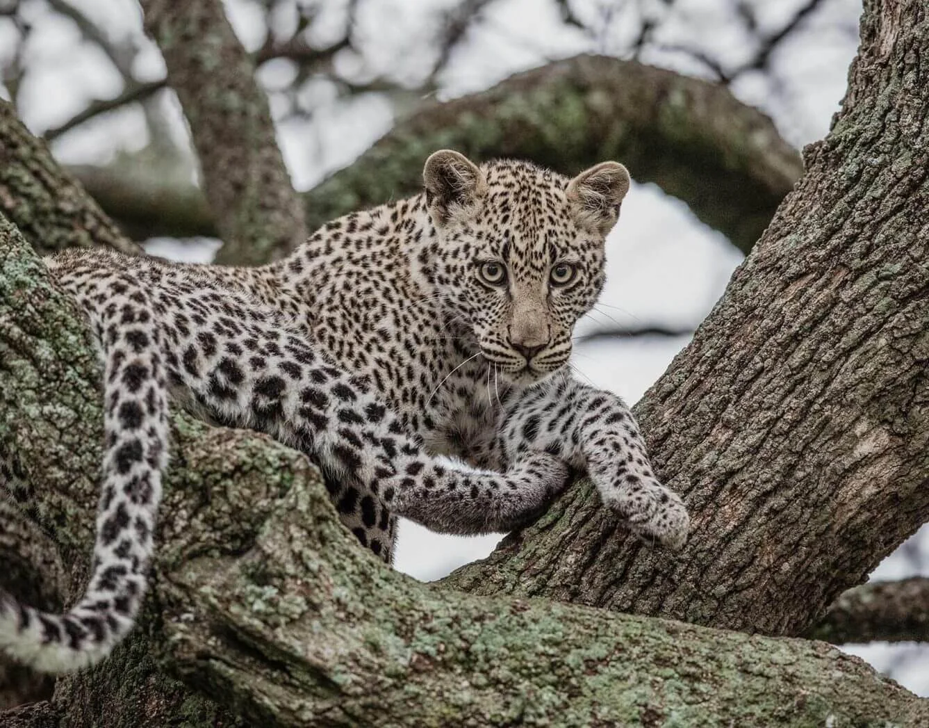 A leopard resting in a tree on the plains