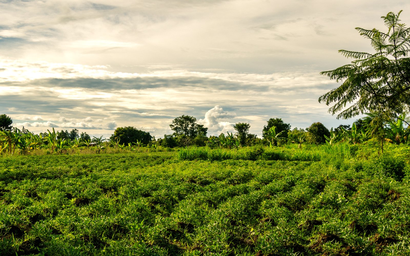 Coffee and tea plantations