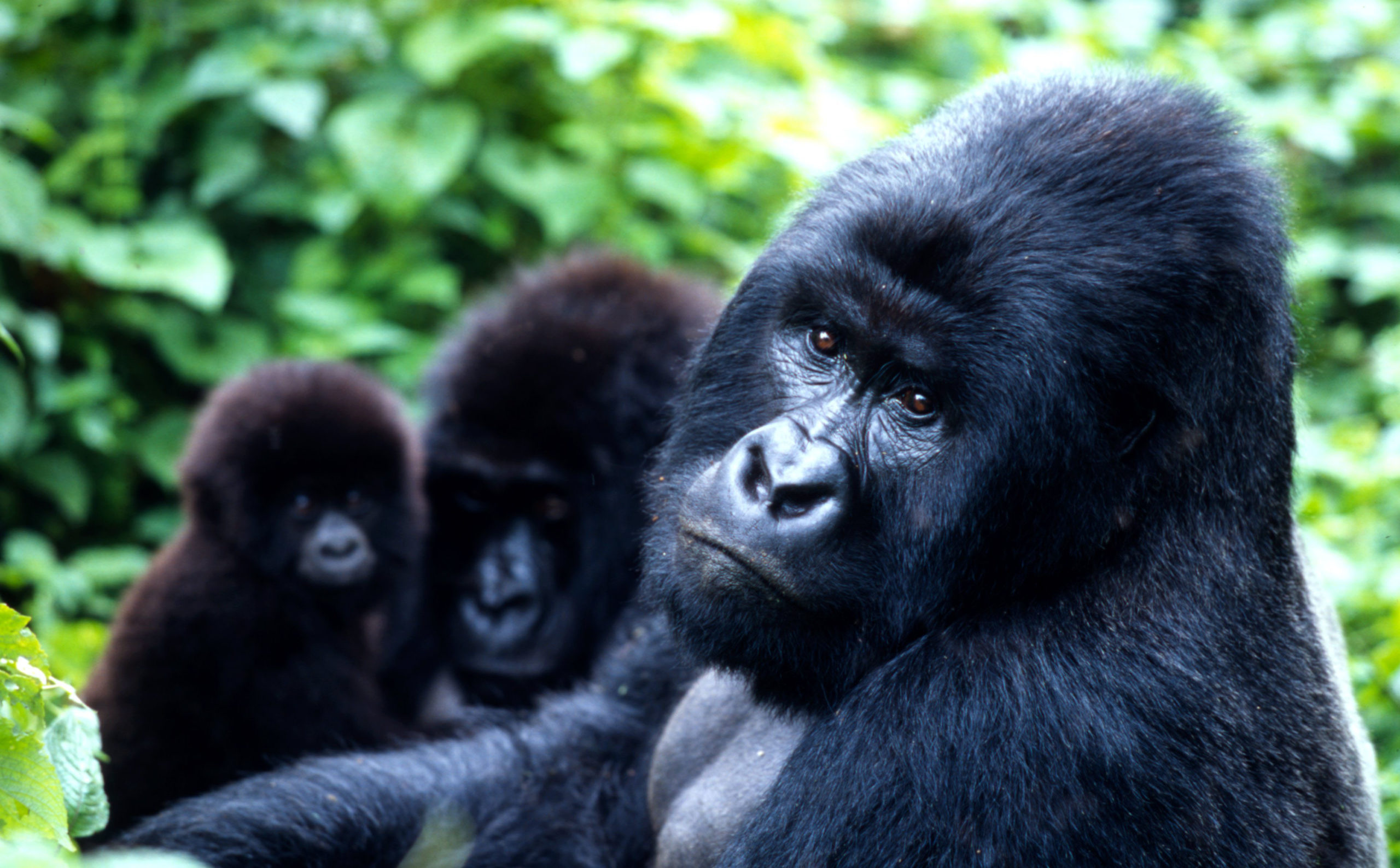 3 Days Rwanda Gorilla Trekking Experience