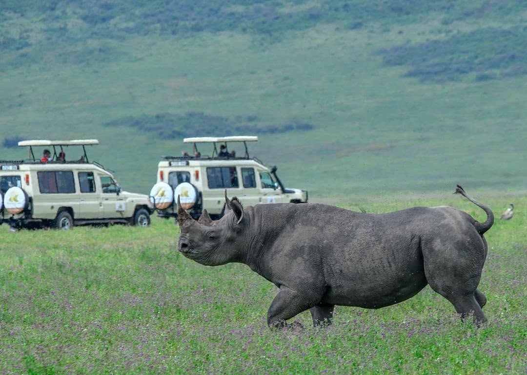 2 Days Tanzania Lodge Safari