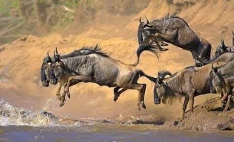 4 Days Tanzania Camping Safari
