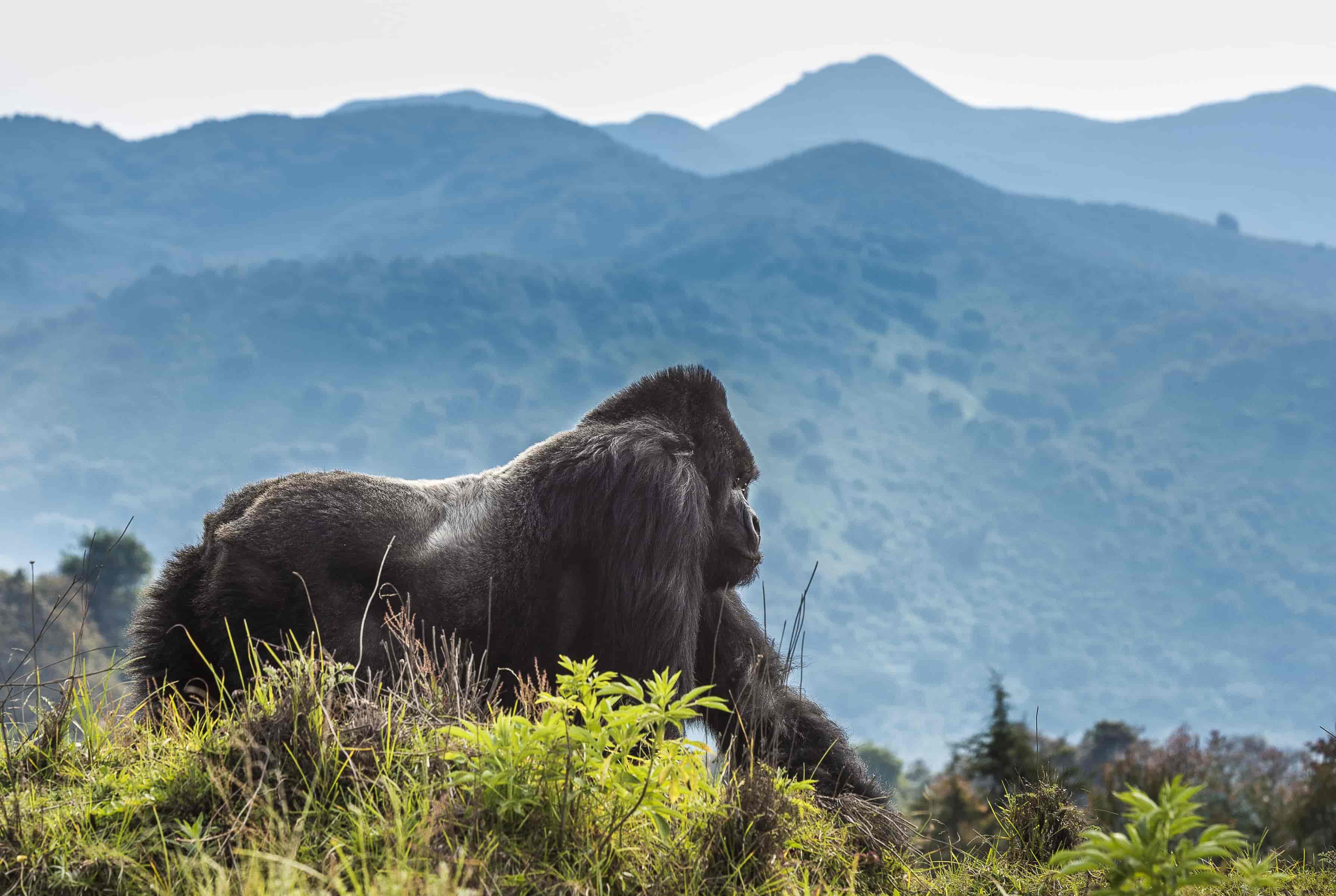 Rwanda — photo 1