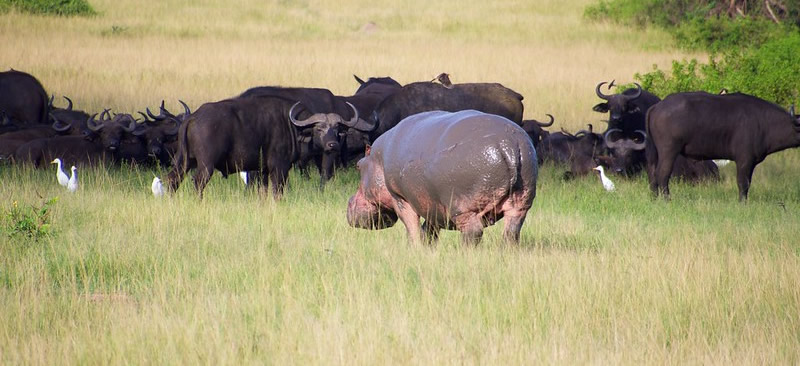 3 Days Queen Elizabeth Uganda wildlife Safari