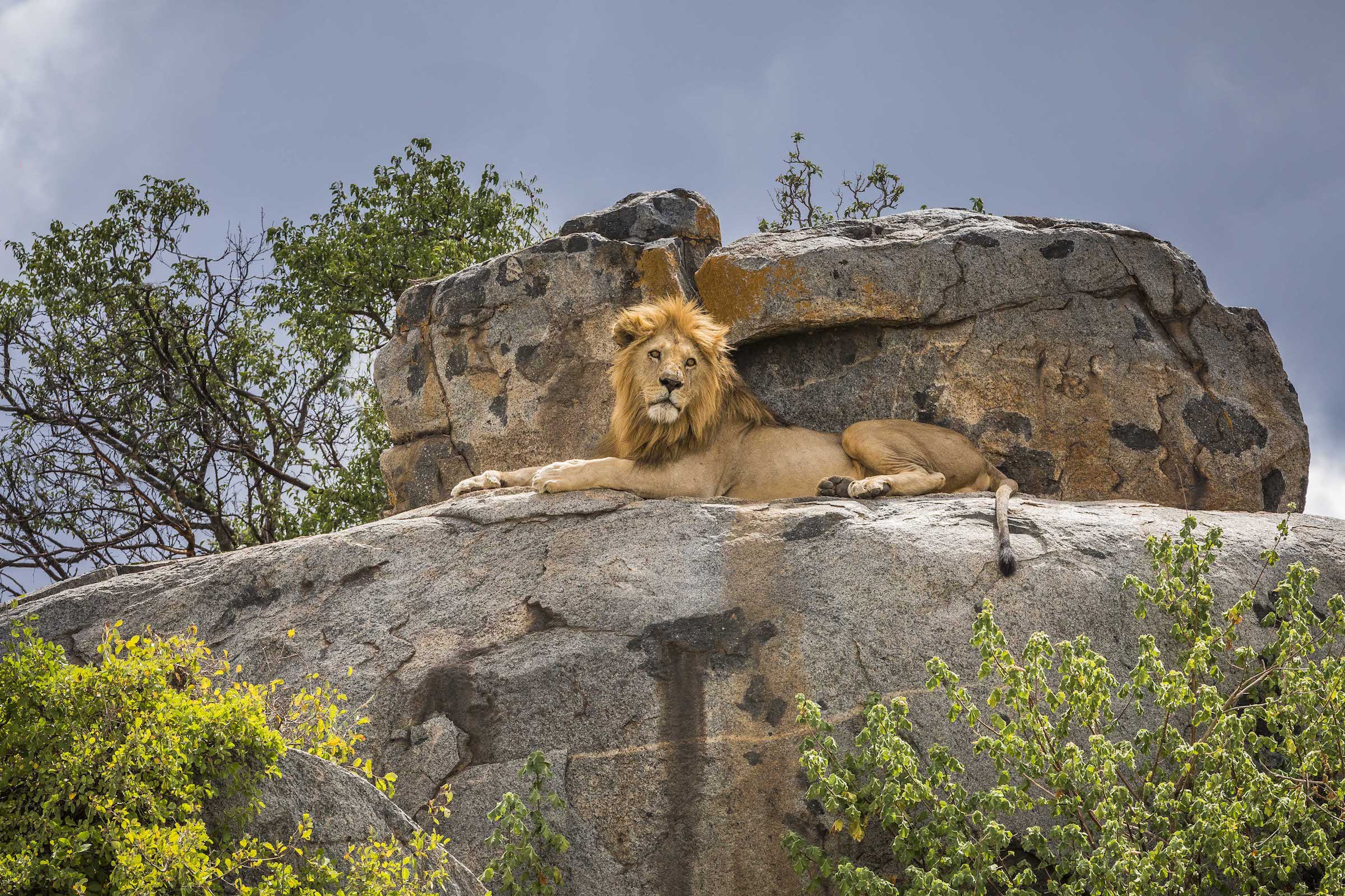 African safari landscape