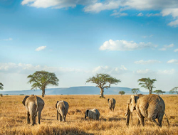 Serengeti — photo 3