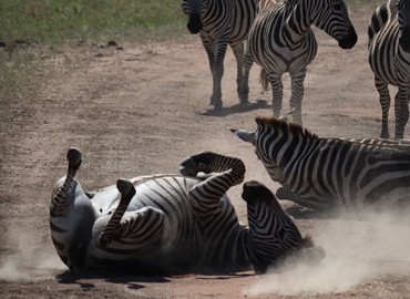 8 Days Tanzania Lodge Safari