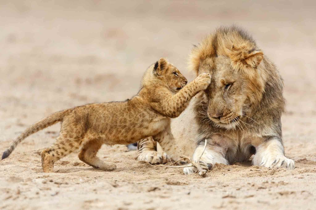 5 Days Tanzania Lodge Safari