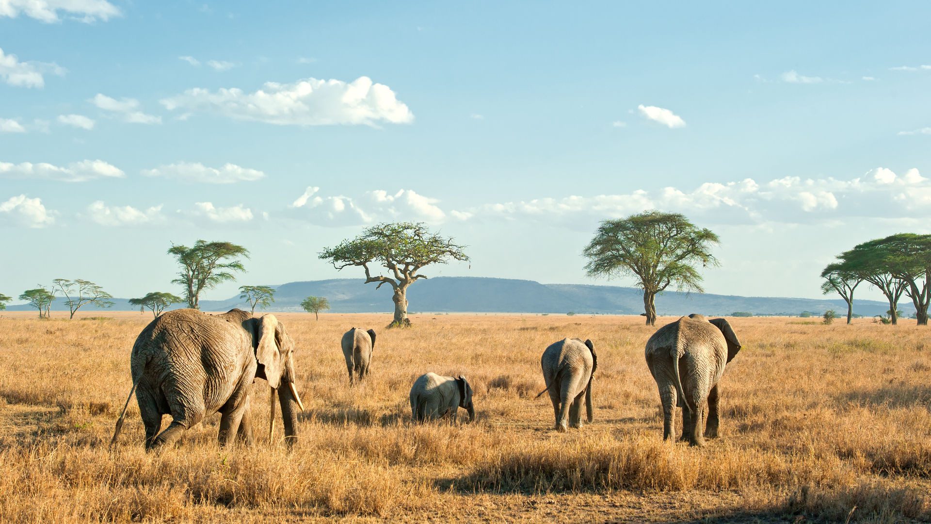 Tanzania — photo 3