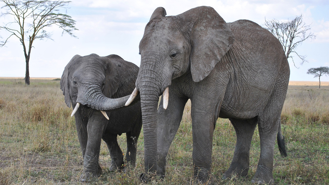 A journey into Africa's heart