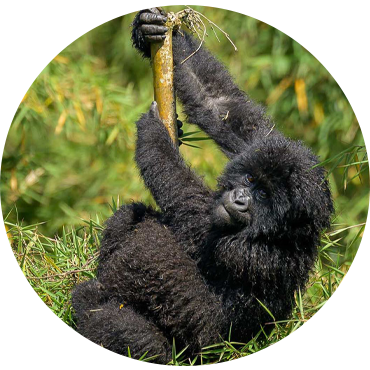 Rwanda