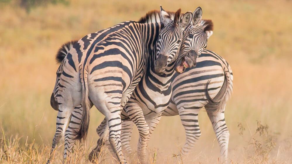 4 Days Samburu & Lake Nakuru
