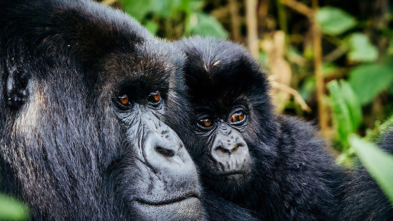 4 Days Rwanda Gorillas Trekking Safari
