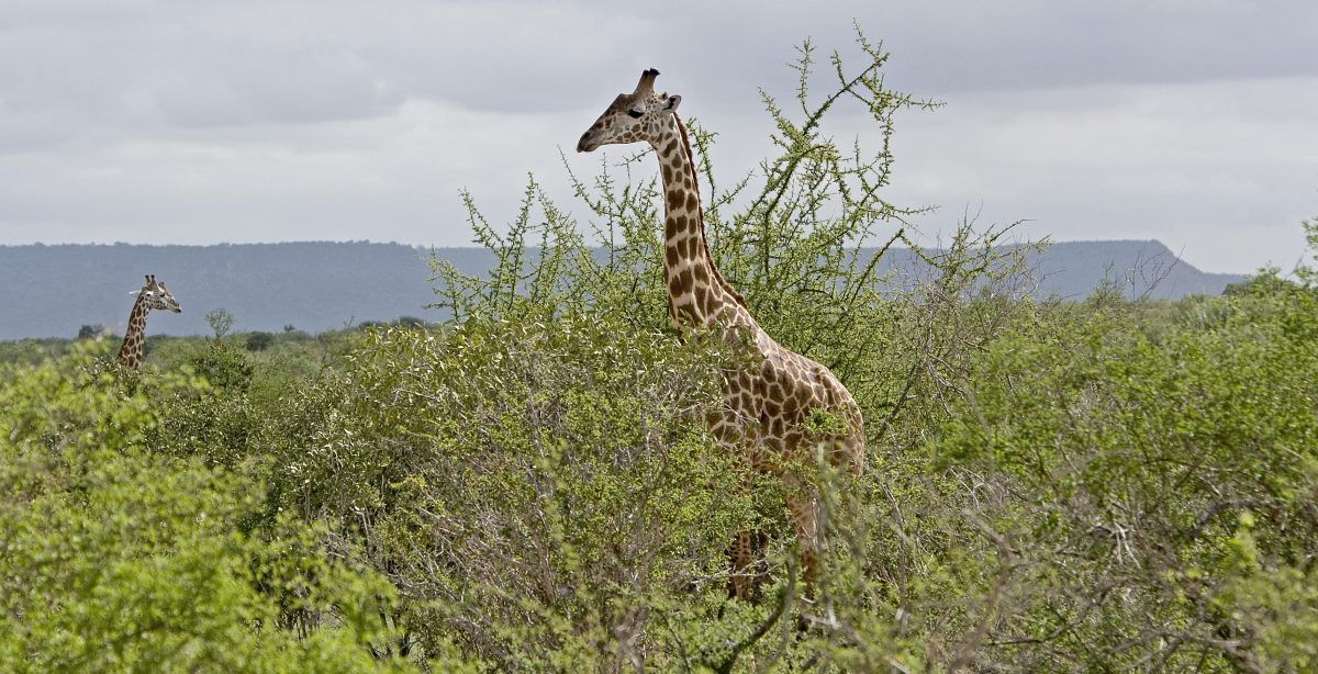 Tsavo